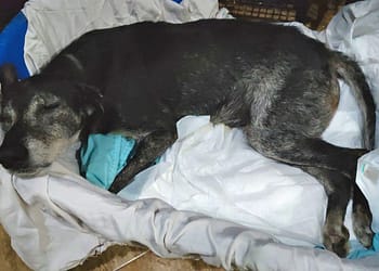 Fogos do Flamengo: Cães sofrem convulsões por estresse