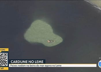 Banhistas nadam no meio de cardumes na Praia do Leme