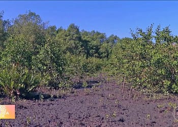 Replantio de manguezal em Guapimirim atrai mais de 70 espécies
