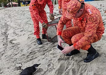 Pinguim é resgatado na praia de Angra dos Reis; terceiro em menos de um mês