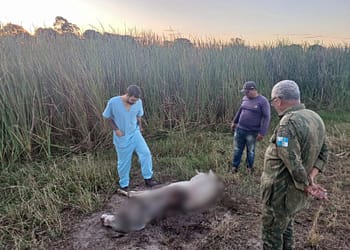 Animais domésticos e de produção são encontrados mortos na zona rural de São Francisco de Itabapoana