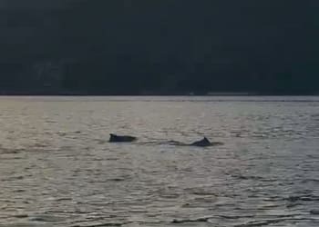VÍDEO: Golfinhos são vistos nadando no mar de Angra dos Reis