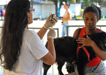 Projeto oferece castrações gratuitas para cães e gatos em Cabo Frio