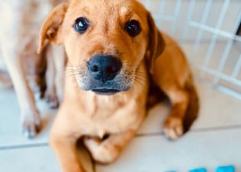 Feira de adoção de cães e gatos acontece neste sábado em Cabo Frio