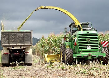 Macaé lidera a produção de milho no Estado do Rio e impulsiona a economia rural