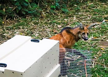 Lobo-guará é resgatado em Itatiaia e devolvido ao habitat natural