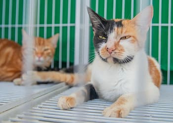 Feira de Adoção Responsável garante novos lares para cães e gatos em Macaé