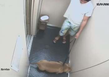 ‘A pessoa que o cachorro mais confiava’, delegado diz que equipe ficou chocada com cachorro morto por tutor em Copacabana