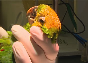 Maritacas são pintadas como papagaios para valer mais no tráfico de animais no RJ