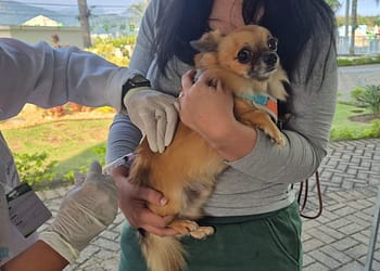 Petrópolis recebe vacinação gratuita para cães e gatos neste sábado