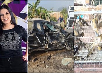 Destaques da Semana: Feminicídio, Tráfico de Aves Silvestres e Acidente Fatal em Minas Gerais