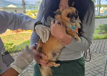 Vacinação de cães e gatos: Quatis e Pinheiral têm ação no domingo