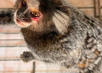 Resgate de sagui e registro de lobos-guarás destacam fauna de Valença