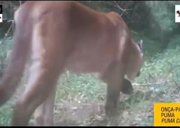 Parque Nacional do Itatiaia registra 36 espécies de animais