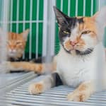 Feira de Adoção Responsável garante novos lares para cães e gatos em Macaé Feira de Adoção Responsável garante novos lares para cães e gatos em Macaé