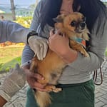 Petrópolis recebe vacinação gratuita para cães e gatos neste sábado