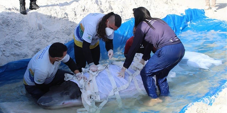 Baleia resgatada após encalhes em Cabo Frio apresenta melhorias e segue em reabilitação