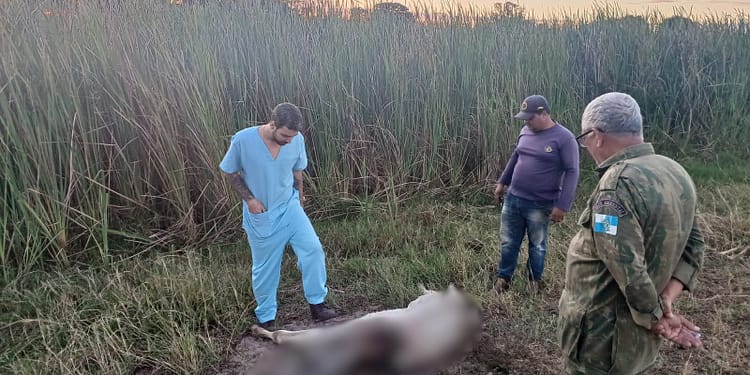 Animais domésticos e de produção são encontrados mortos na zona rural de São Francisco de Itabapoana
