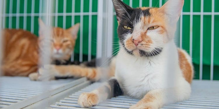 Feira de Adoção Responsável garante novos lares para cães e gatos em Macaé Feira de Adoção Responsável garante novos lares para cães e gatos em Macaé