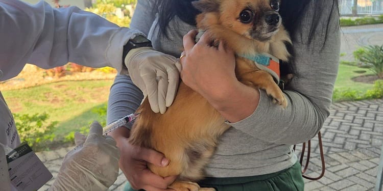 Petrópolis recebe vacinação gratuita para cães e gatos neste sábado Petrópolis recebe vacinação gratuita para cães e gatos neste sábado