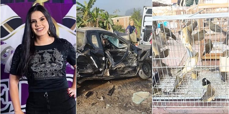 Destaques da Semana: Feminicídio, Tráfico de Aves Silvestres e Acidente Fatal em Minas Gerais